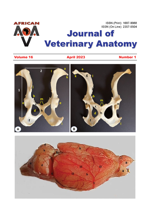 Journal of Veterinary Anatomy